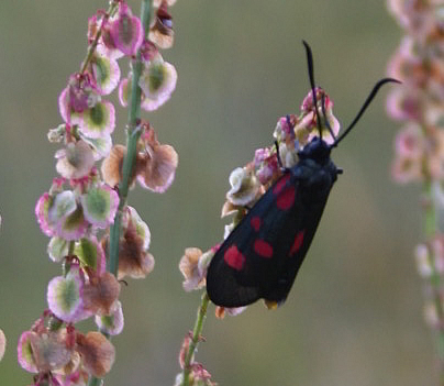 Zygaena lonicera?